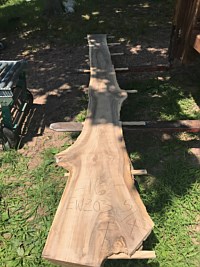English Walnut
